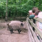 2005-100 nasze dziki