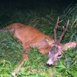 2005-105 rogacz H. Podolca