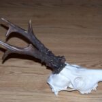 2005-106 Rogacz H Podolec IX 05