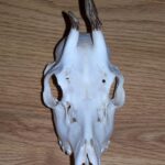 2005-107 Rogacz H Podolec IX 05