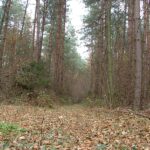 2005-146 stał las...