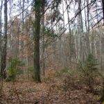 2005-147 jesiennym lisciem okryty...