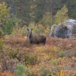 KONICA MINOLTA DIGITAL CAMERA