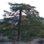 Norwegia 24 do 29.09.2008r. 191