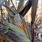 signal-2024-10-17-21-07-14-970