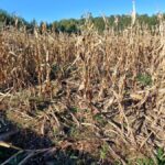 signal-2024-10-17-21-07-14-970-2