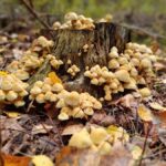 signal-2024-10-19-19-42-01-933-8