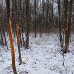 signal-2025-01-13-21-09-40-163-3