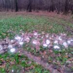 signal-2025-11-08-10-47-25-604-6